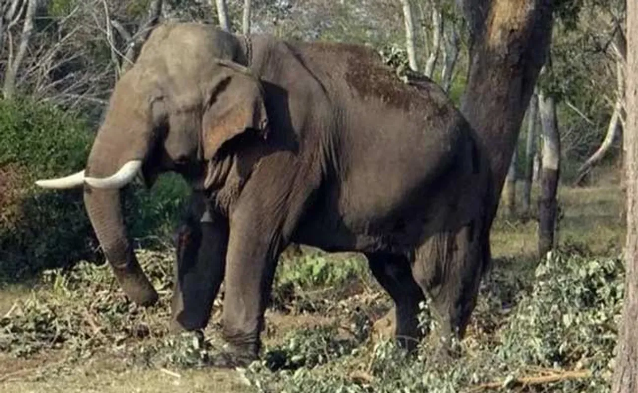 ରାତିରେ ଶୋଇଥିଲେ, ଦଳିଦେଲା ହାତୀ