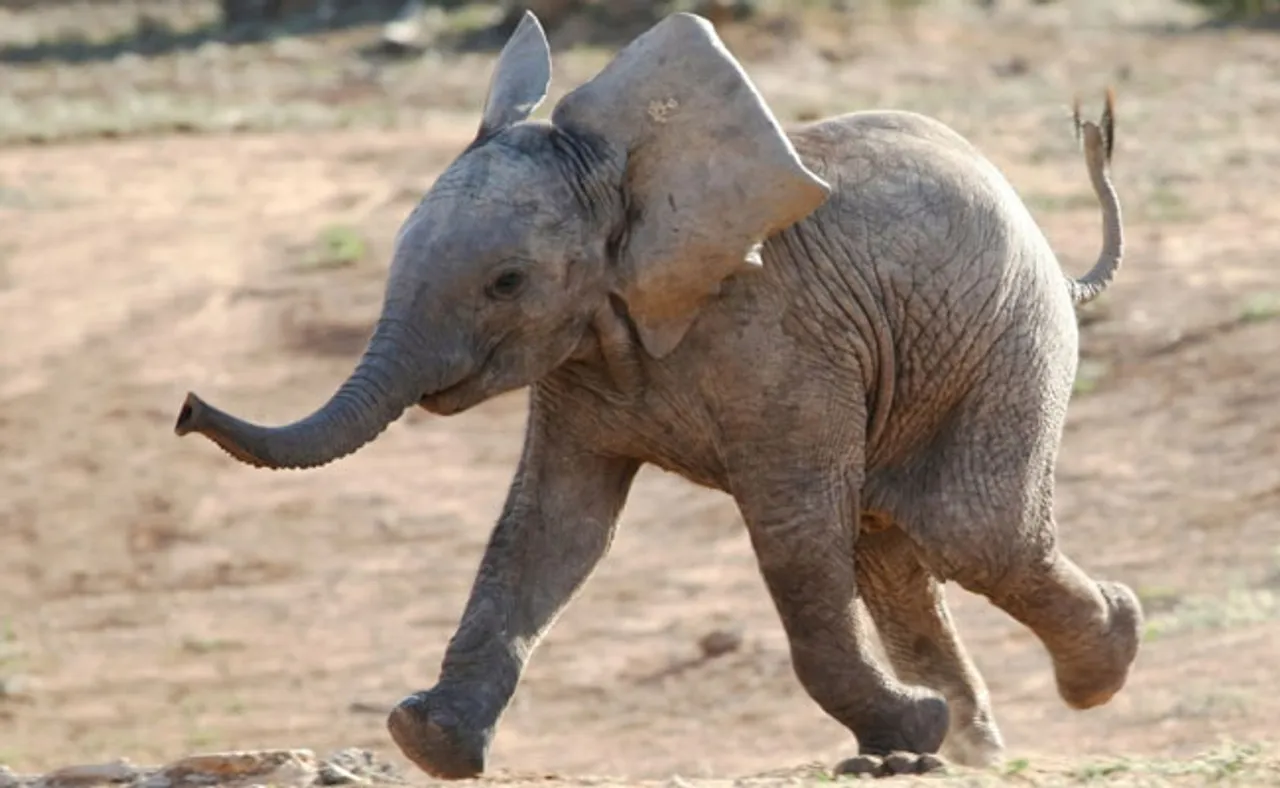 ଭୋଜି ଖାଇ ମା’ ସହ ଫେରୁଥିଲା ଦେଢ଼ ବର୍ଷର ଝିଅ, କଚାଡ଼ି ଦେଲା ହାତୀ