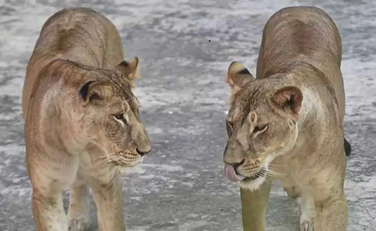 ଚିଡ଼ିଆଖାନାର ୪ ସିଂହଙ୍କୁ କରୋନା