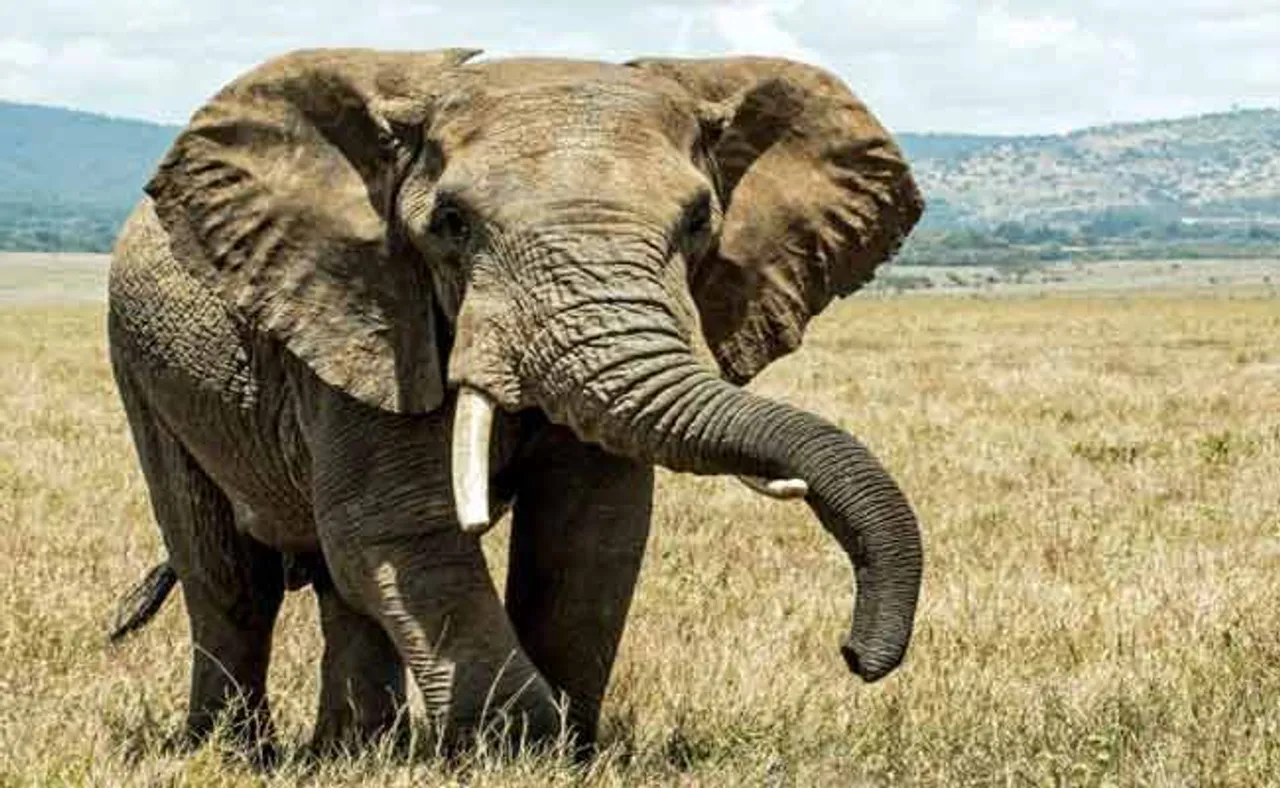 ପୁଅ ଆଗରେ ବାପାକୁ କଚାଡ଼ି ଦେଲା ହାତୀ