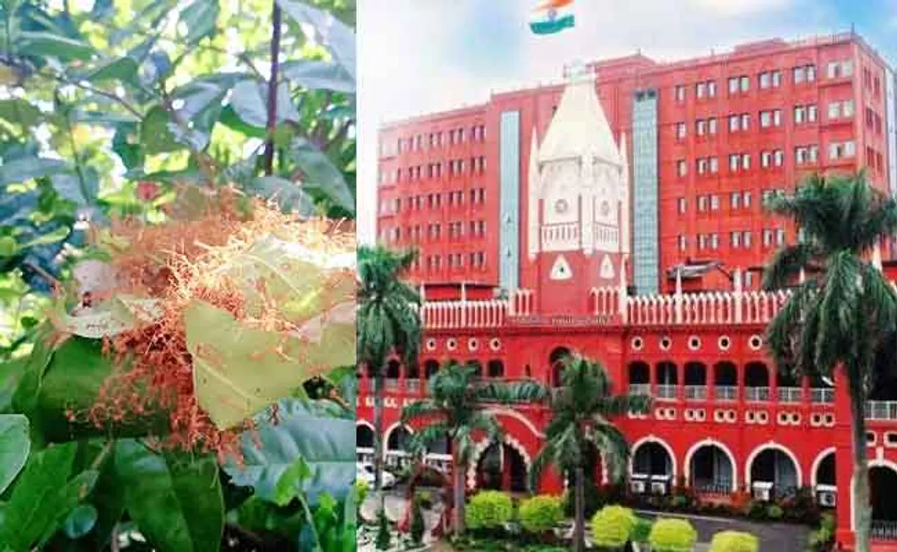 କାଇରୁ ଆବିଷ୍କାର ହେଲା କରୋନା ଔଷଧ, ମାନ୍ୟତା ପାଇଁ ହାଇକୋର୍ଟରେ ଆବେଦନ