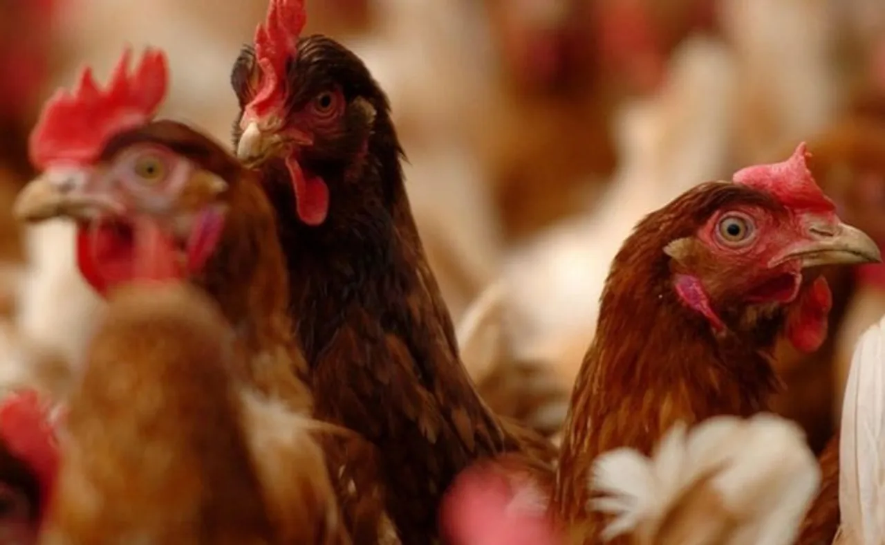 ‘ରାଜ୍ୟରେ ଏଯାଏଁ ଚିହ୍ନଟ ହୋଇନି ବାର୍ଡ ଫ୍ଲୁ’