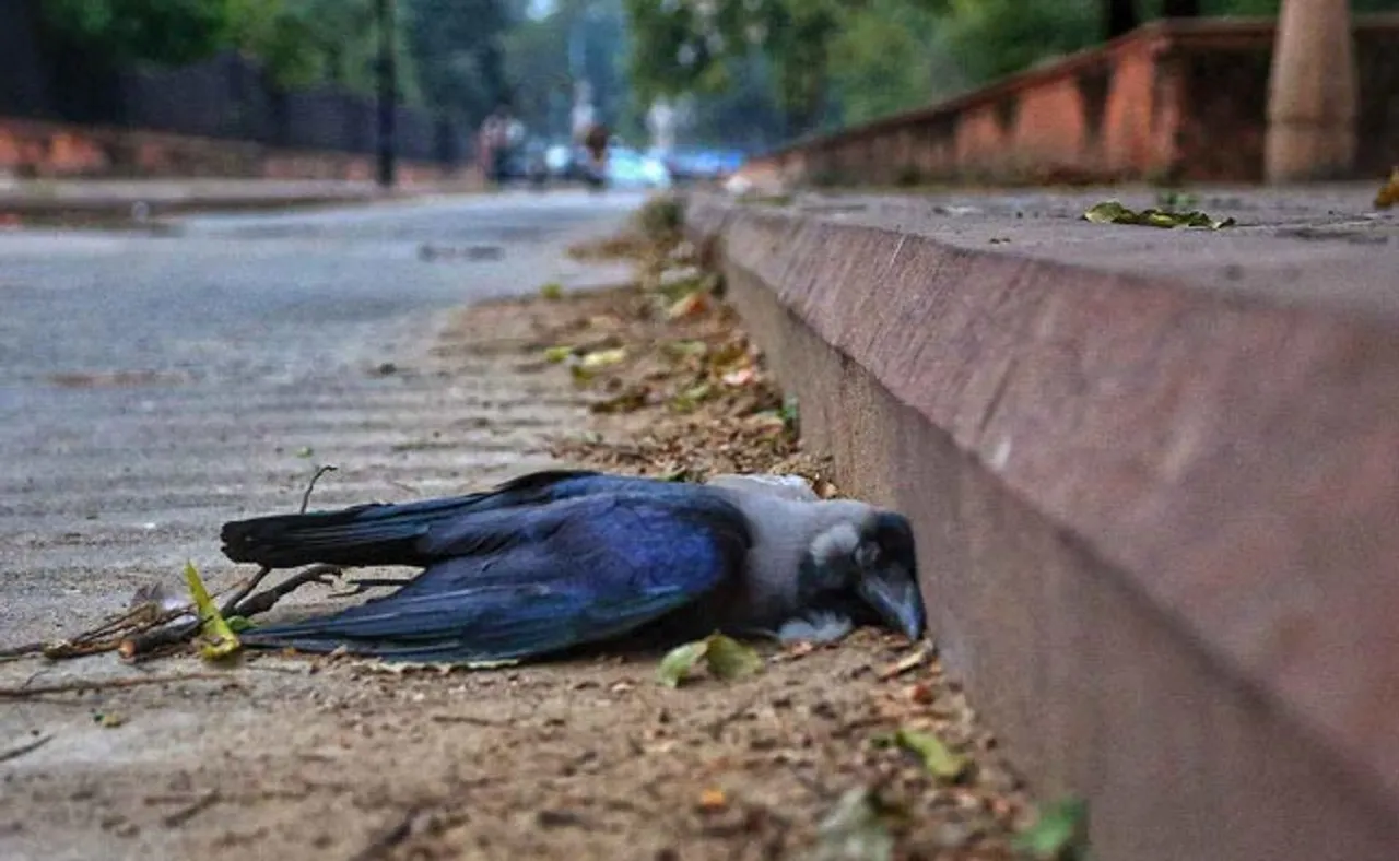 ବାର୍ଡ ଫ୍ଲୁ ଭୟ, ରାଜଧାନୀରେ ହାଇ ଆଲର୍ଟ