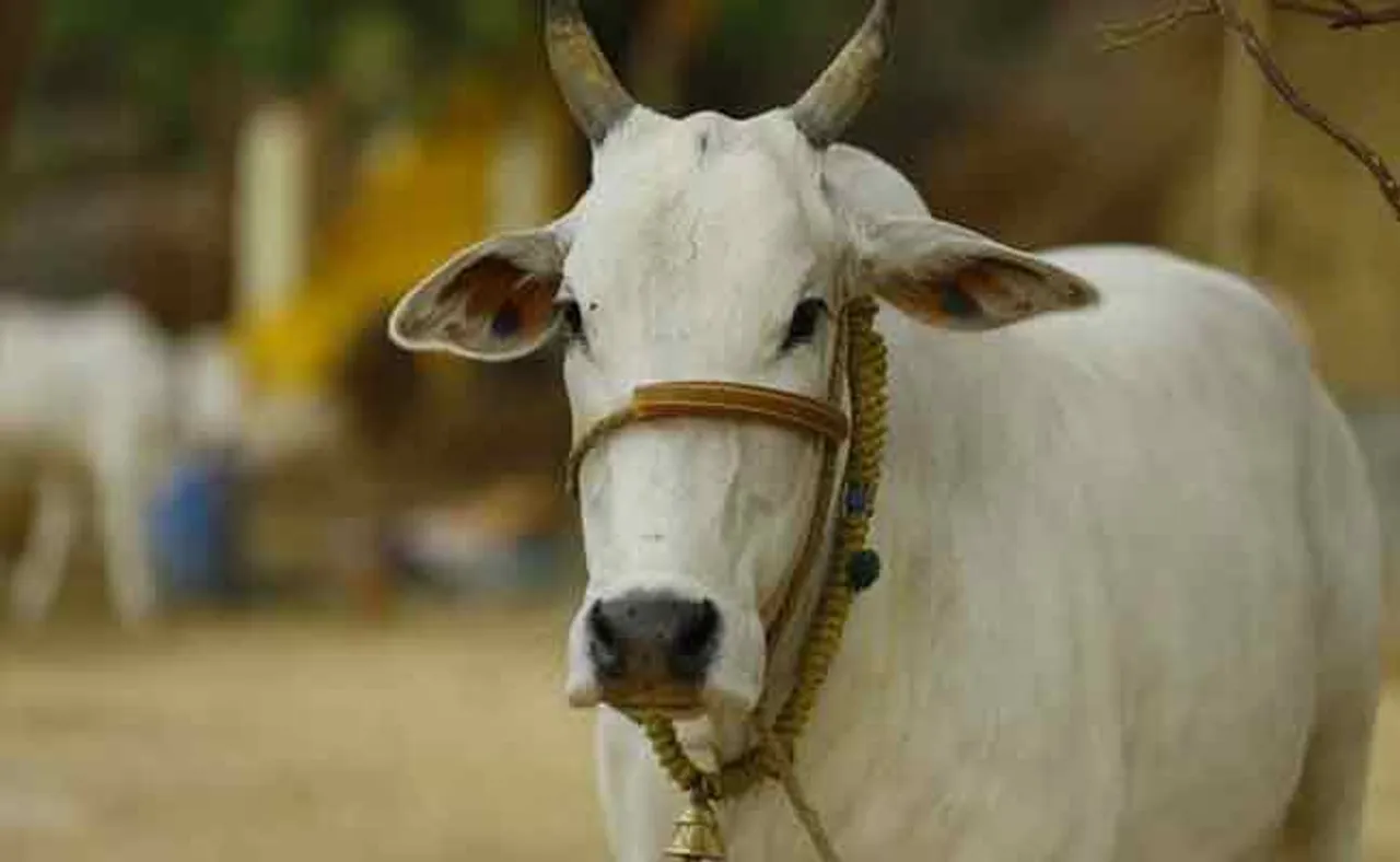 ବଜ୍ରାଘାତରେ ୨୫ ଗାଈ ମୃତ