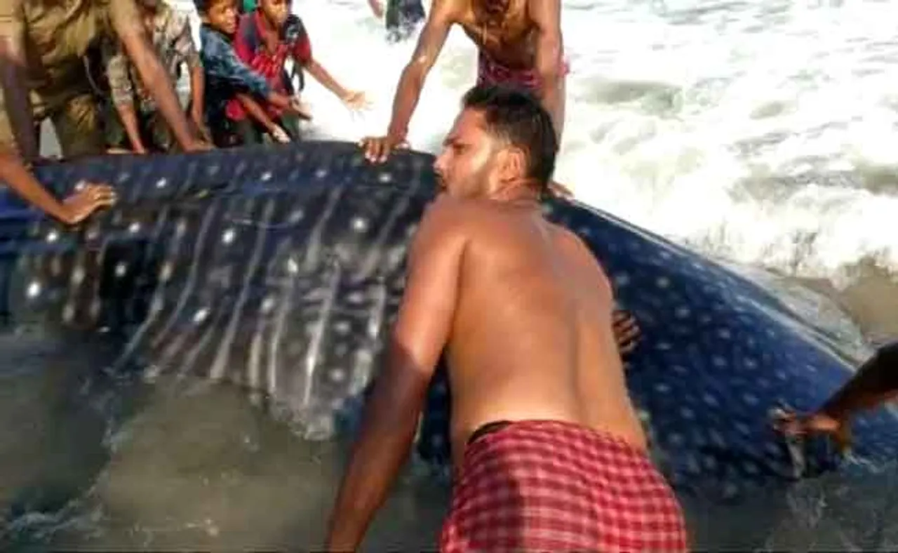 ଗଞ୍ଜାମ ସମୁଦ୍ର ବେଳାଭୂମିରେ ବ୍ଲୁ-ହ୍ୱେଲ ! ଦେଖନ୍ତୁ କେତେ ବିଶାଳକାୟ