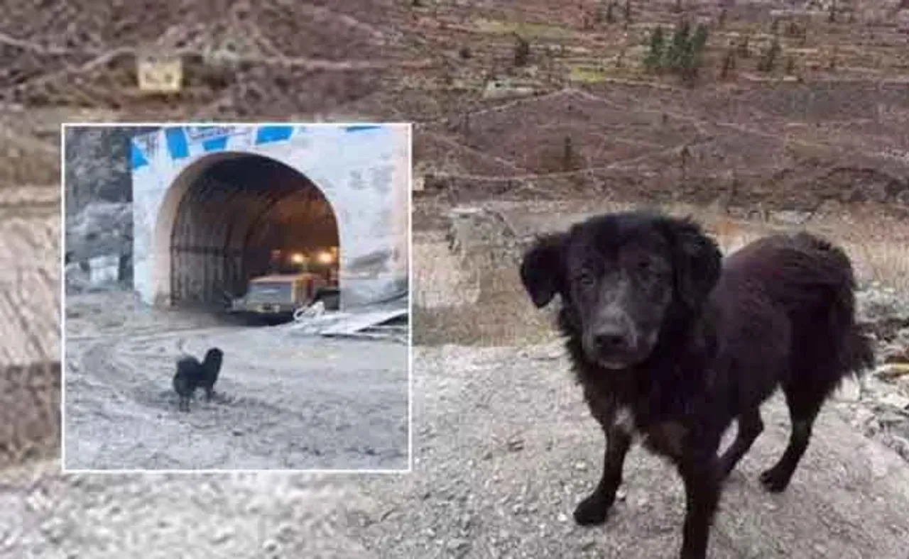 ୬ ଦିନ ହେବ ସୁଡ଼ଙ୍ଗ ବାହାରେ ବୁଲୁଛି 'ବ୍ଲାକି'