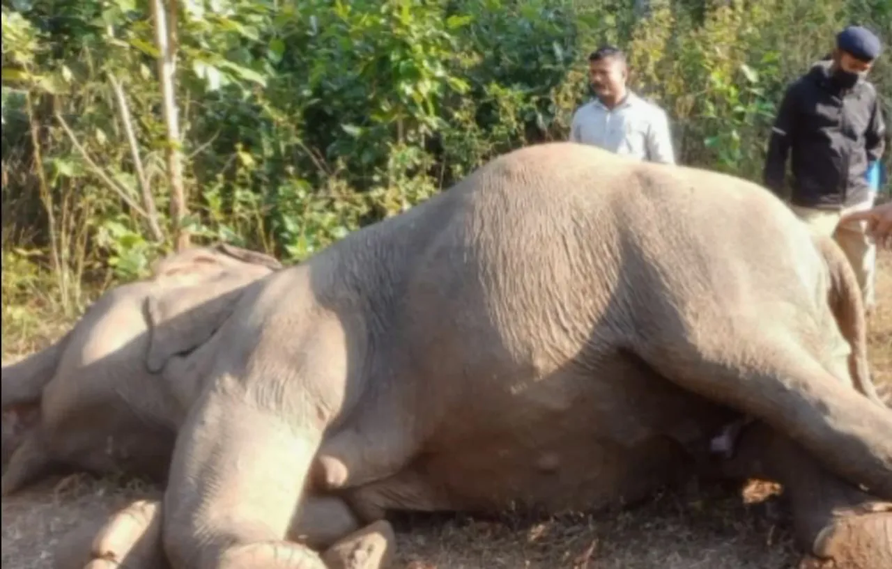 ଆଖି ବୁଜିଲା ମାଈ ହାତୀ