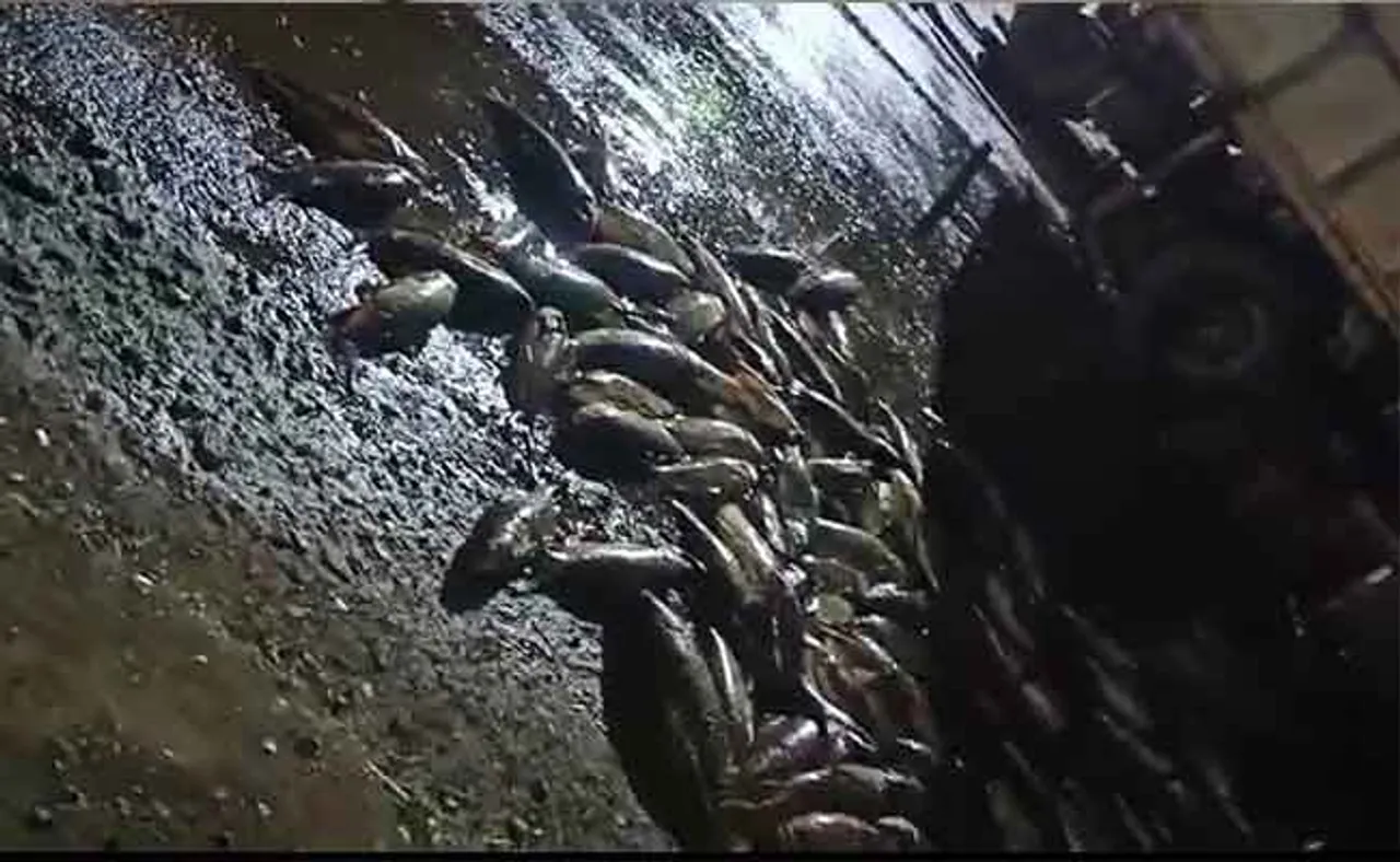 ଓଲଟିଲା ମିନି ଟ୍ରକ, ରାସ୍ତା ମାଛମୟ