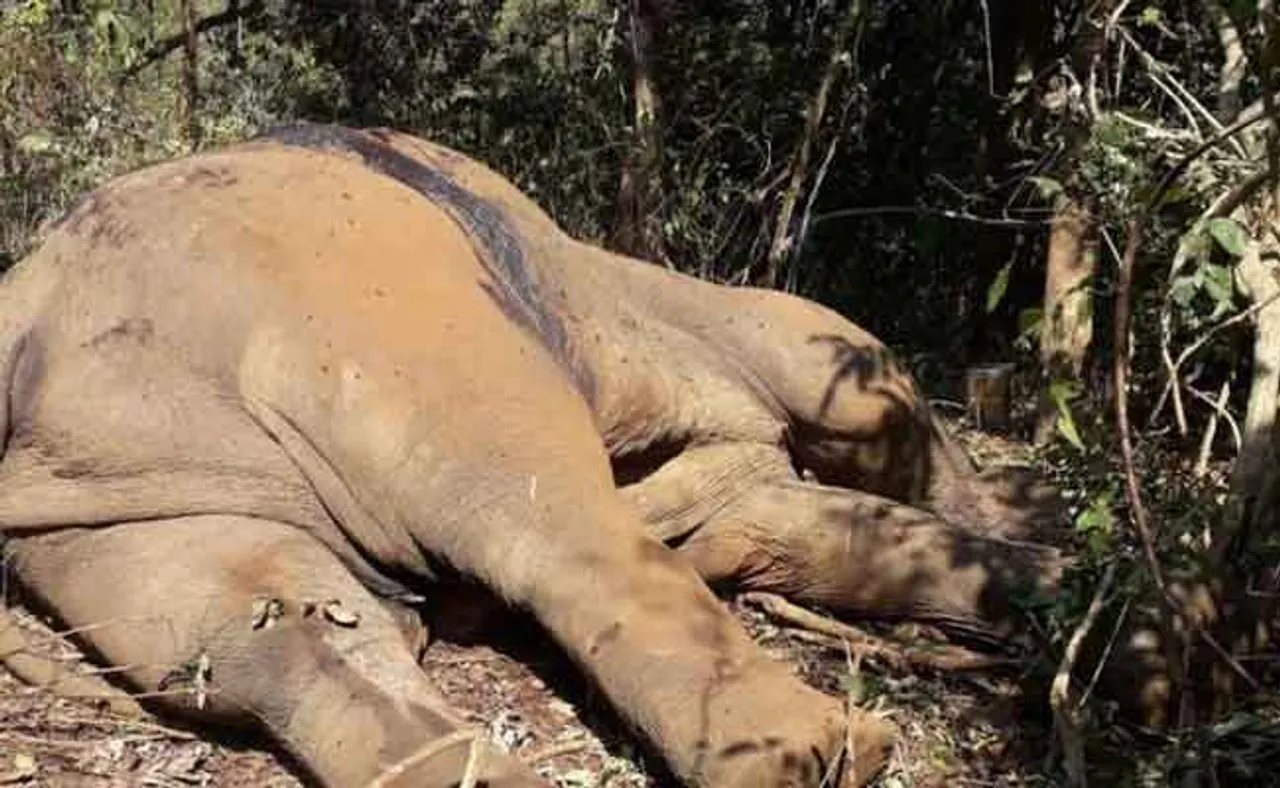 ଦାନ୍ତ ପାଇଁ ଦନ୍ତାକୁ ଗୁଳି କରି ହତ୍ୟା