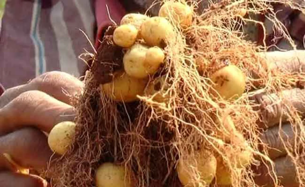 ଦରକାର ପଡ଼ୁନି ଶୀତଳ ଭଣ୍ଡାର; ବର୍ଷ ତମାମ ସତେଜ ରହୁଛି ‘ଠୁରୀ ଆଳୁ’