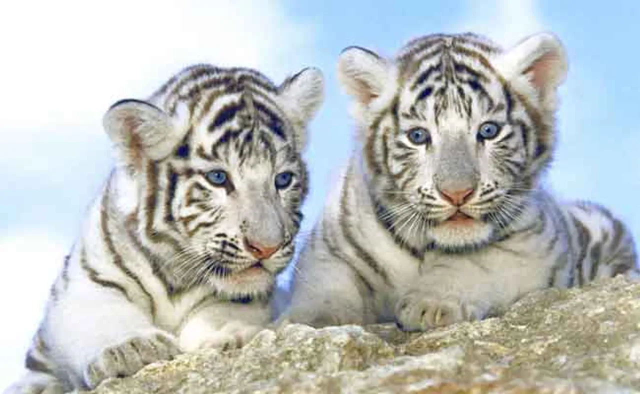 କରୋନାରେ ଦୁଇ ଧଳା ବାଘ ଛୁଆଙ୍କ ମୃତ୍ୟୁ