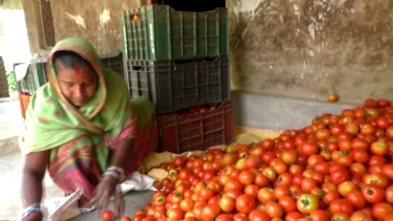 ଘାରୁଛି ବେପାର ଚିନ୍ତା , ଟମାଟୋ କିଲୋ ୧ ଟଙ୍କା