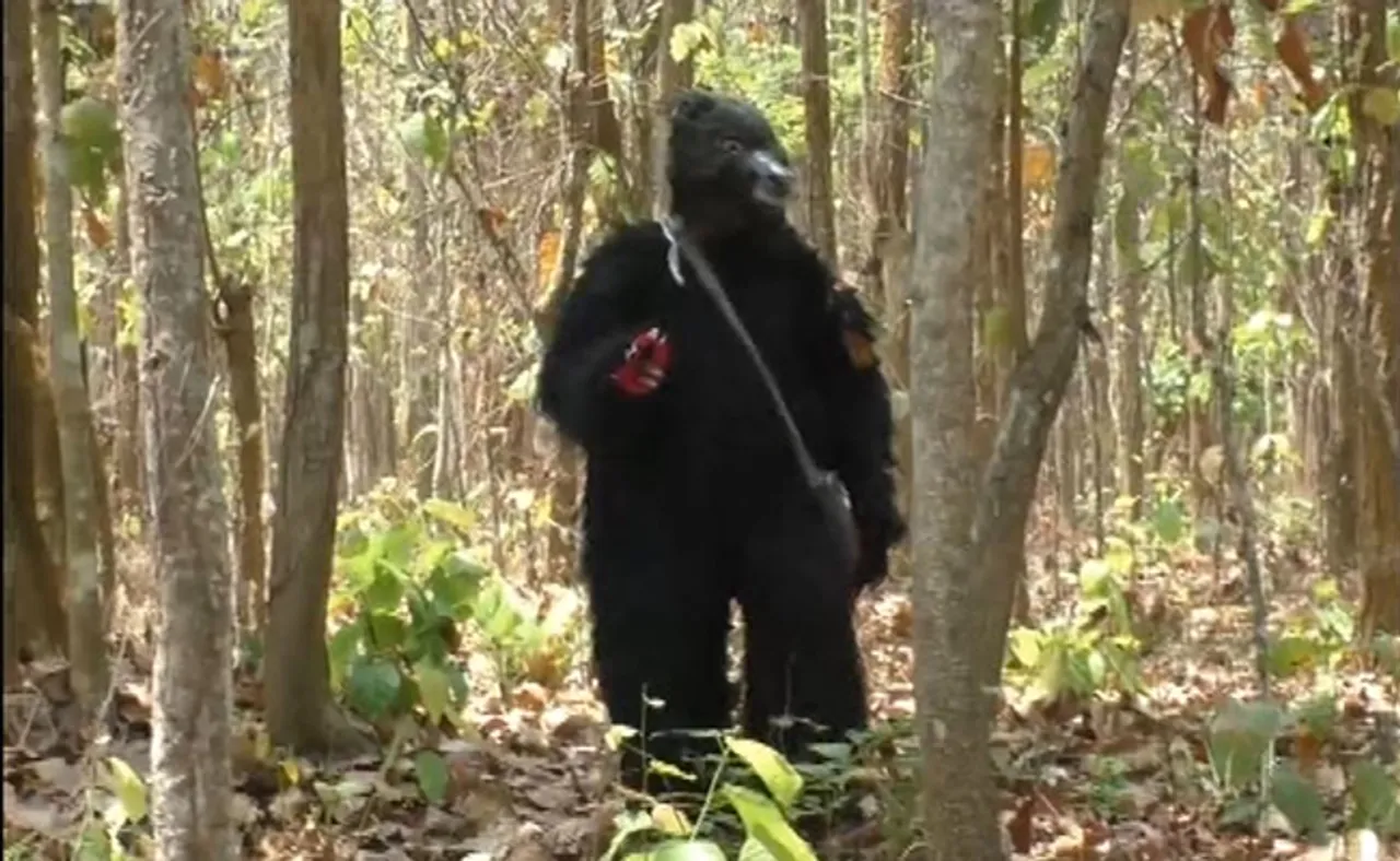 ଜଙ୍ଗଲ ଜଗିଛି ଭାଲୁ