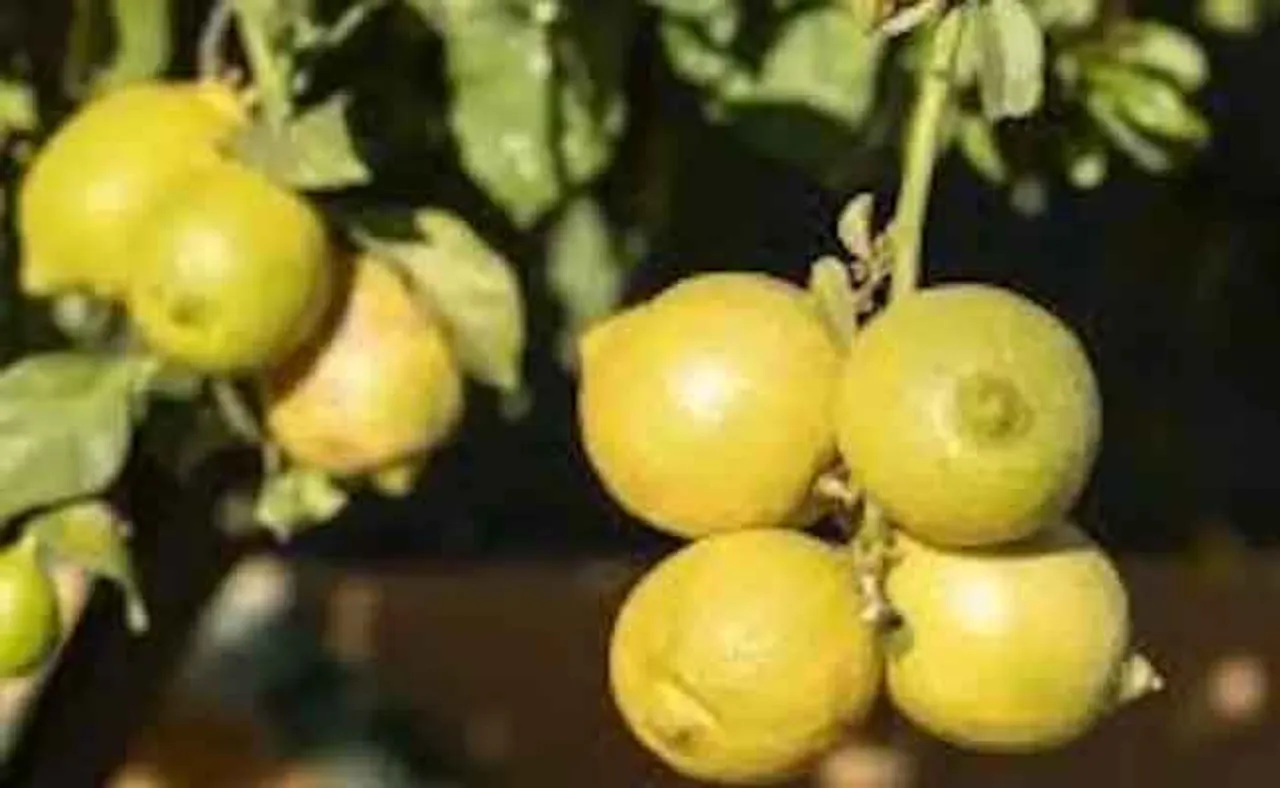 ଏହି ଜୁସ୍‌ ପିଇଲେ ବଢ଼ିବ ରୋଗ ପ୍ରତିରୋଧକ ଶକ୍ତି, କରୋନାକୁ ଦେବେ ମାତ୍‌