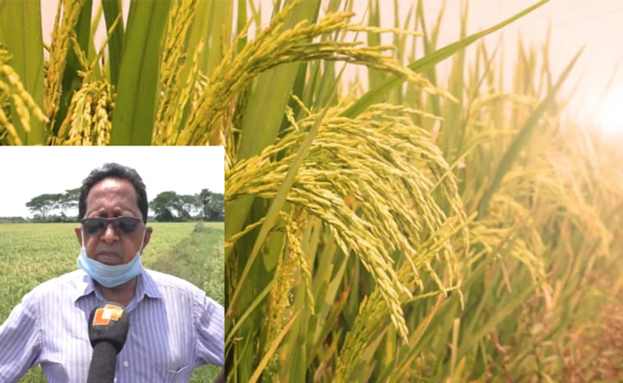 ଜମିରେ ହସୁଛି ସୁଗାର ଫ୍ରି’ ଧାନ, କିଲୋ ପିଛା ୧୦୦