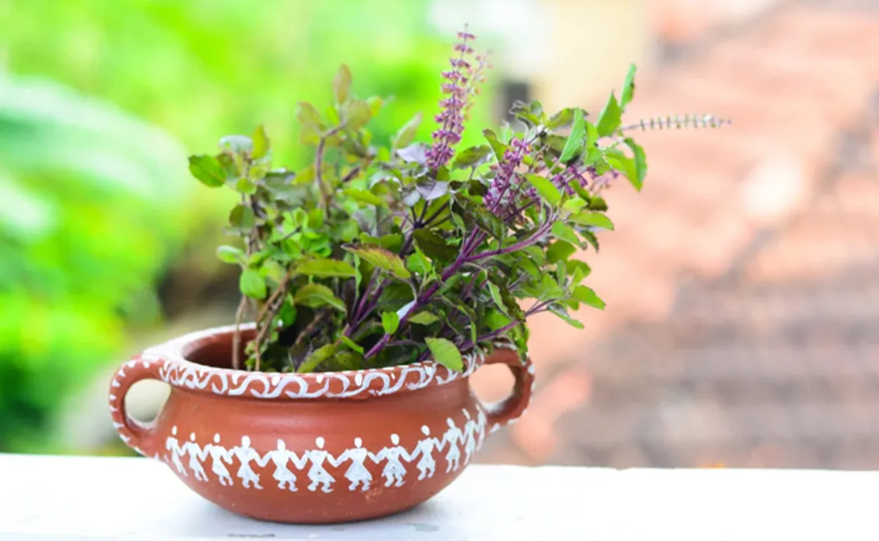 ଛାତ ଉପରେ ତୁଳସୀ ଗଛ ରଖୁଥିଲେ, ସାବଧାନ