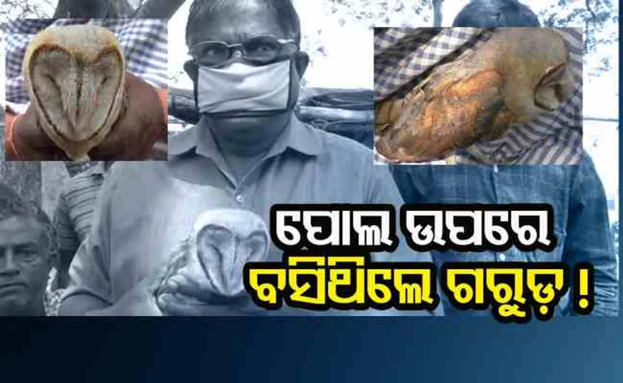 ପୋଲ ଉପରେ ବସିଥିଲେ ଗରୁଡ