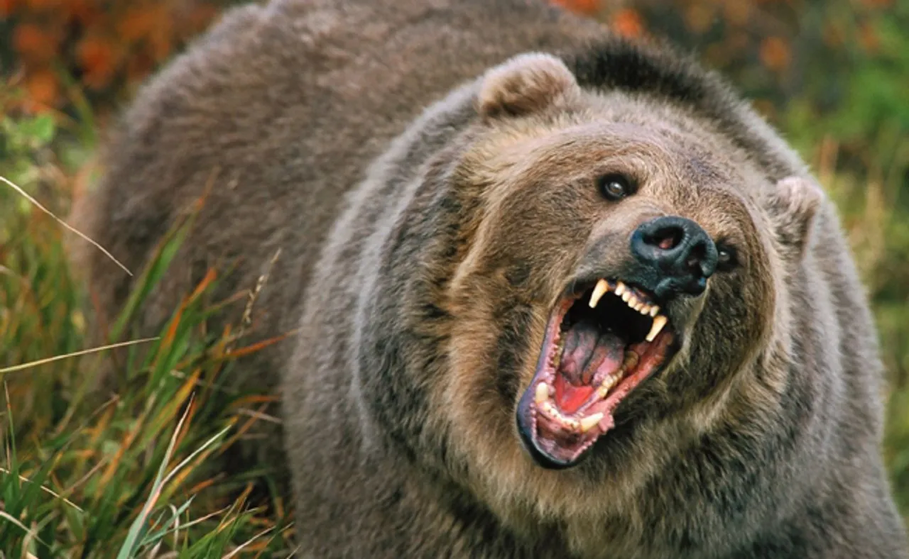 ଭାଲୁ ମୁହଁରୁ ସ୍ତ୍ରୀକୁ ଛଡ଼ାଇ ଆଣିଲା ସ୍ୱାମୀ