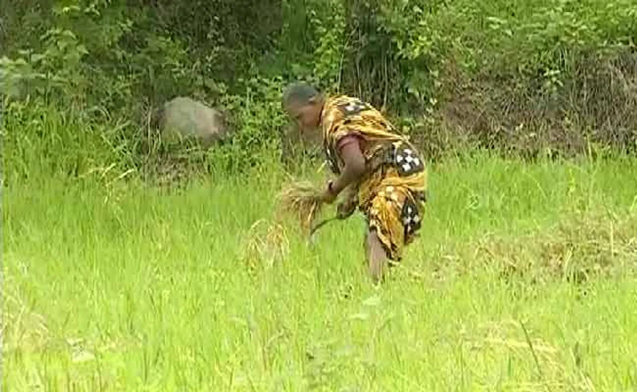 ଚାଷୀ ଙ୍କ ପାଇଁ କାଳ ସାଜିଲା ବର୍ଷା