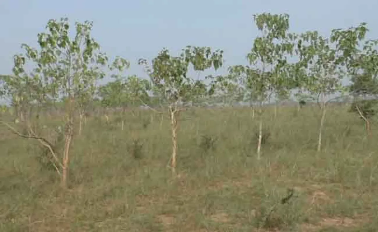 ଉଜୁଡି ଗଲାଣି ଶ୍ରୀ ଜଗନ୍ନାଥଙ୍କ ବନ ପ୍ରକଳ୍ପ