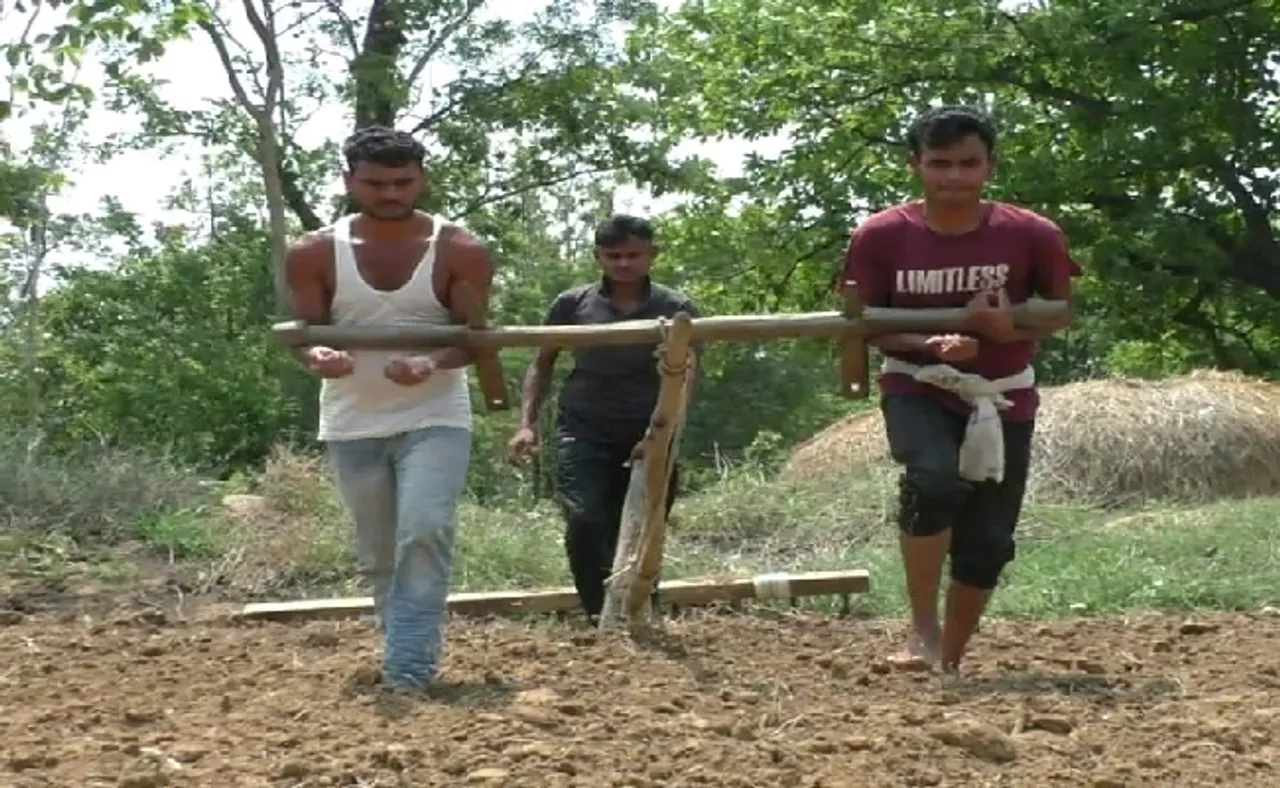 କରୋନା ଭାଙ୍ଗିଦେଲା ଆର୍ଥିକ ମେରୁଦଣ୍ଡ, ନିଜେ ବଳଦ ସାଜି ଚାଷ କଲେ ତିନି ଭାଇ