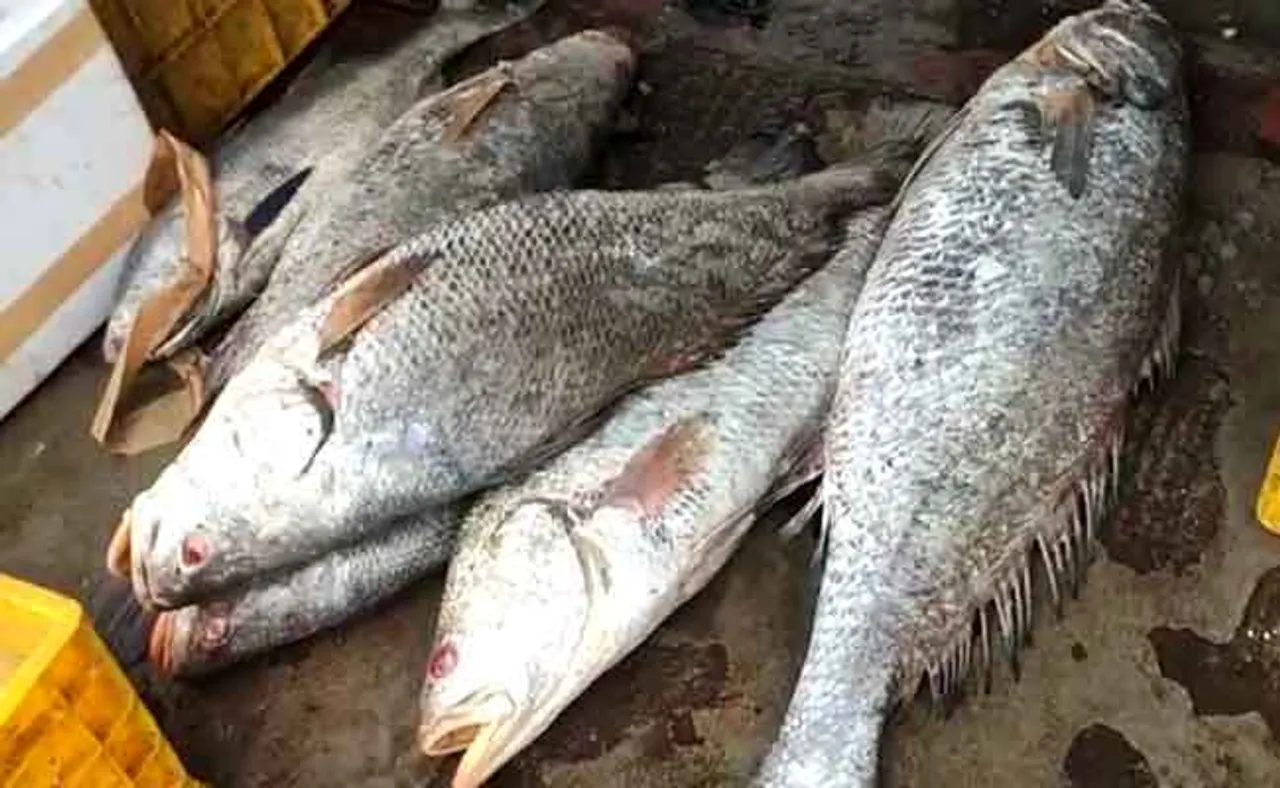 ପାରାଦୀପରୁ ଧରା ପଡ଼ିଲା ଦାମୀ ମାଛ; ଦର ଶୁଣିଲେ ଆଶ୍ଚର୍ଯ୍ୟ ହେବେ