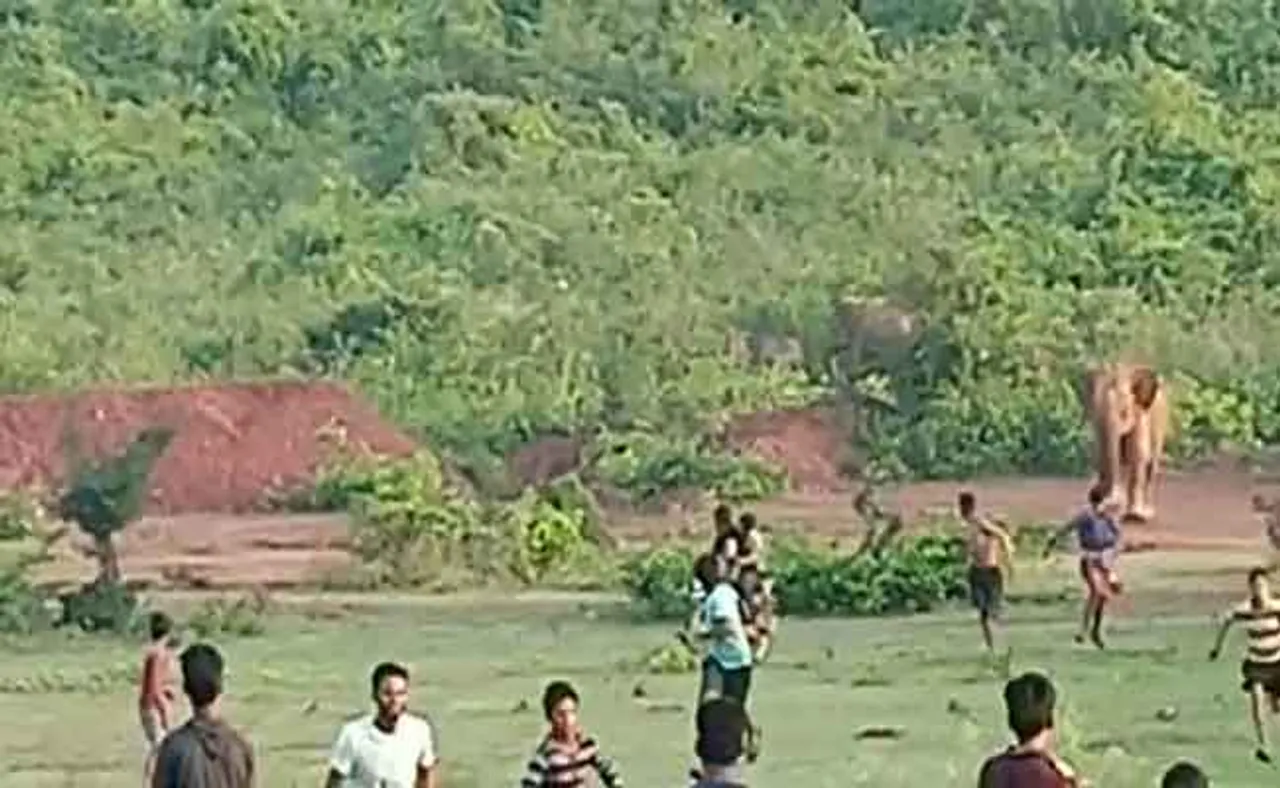 ହାତୀ କବଳରୁ ବଞ୍ଚେଇ ଦେଲା କୁକୁର