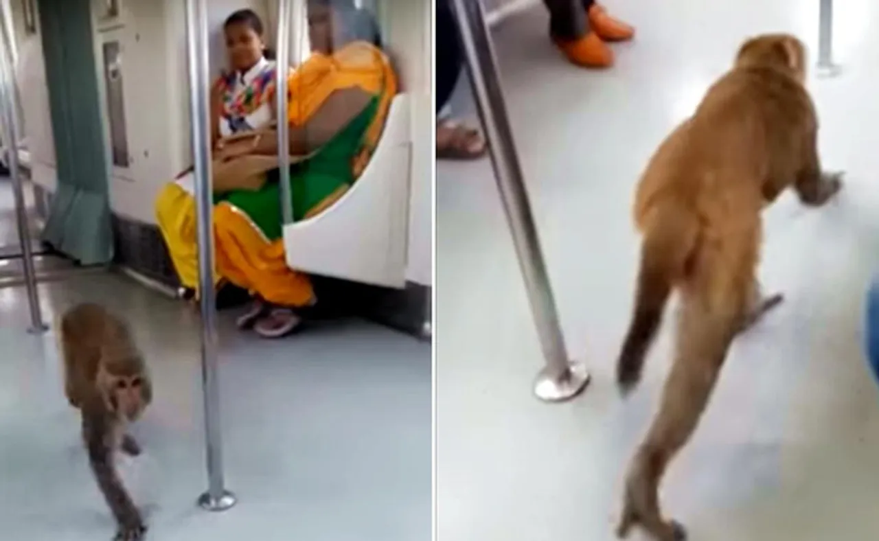 ମେଟ୍ରୋରେ ଯାତ୍ରୀଙ୍କ ସହ ଯାତ୍ରା କଲା ମାଙ୍କଡ