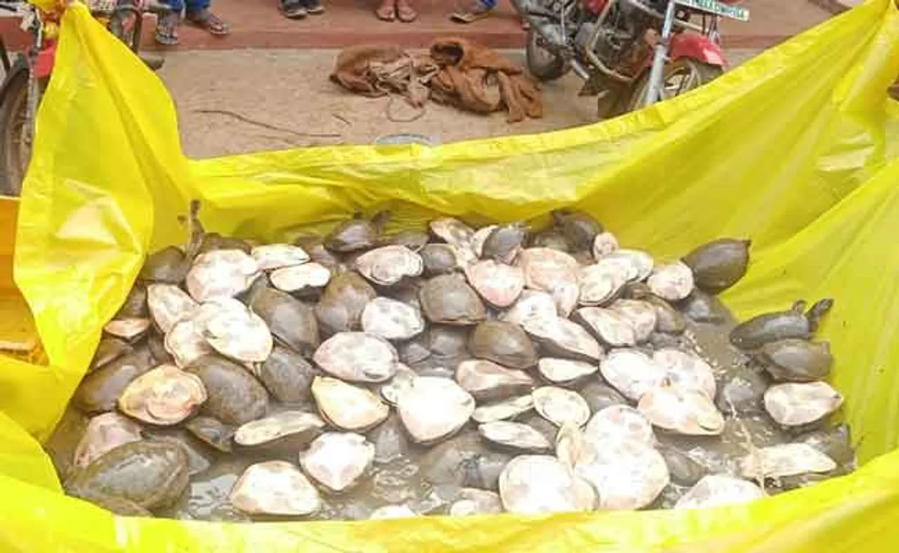 ଦେଢ଼ ଶହ କଇଁଛ ଉଦ୍ଧାର