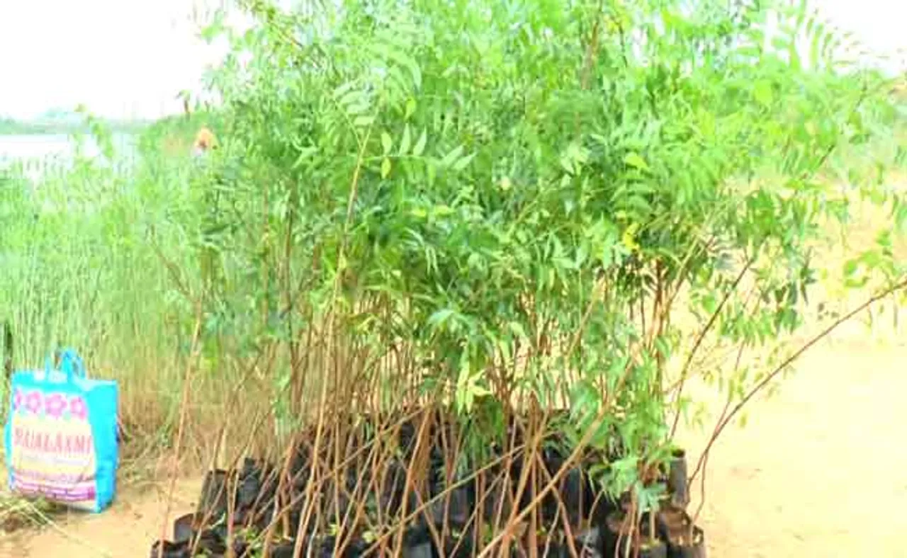 ବ୍ରାହ୍ମଣୀ ନଦୀ କୁଦରେ ସୃଷ୍ଟି କରାଯିବ ଜଙ୍ଗଲ