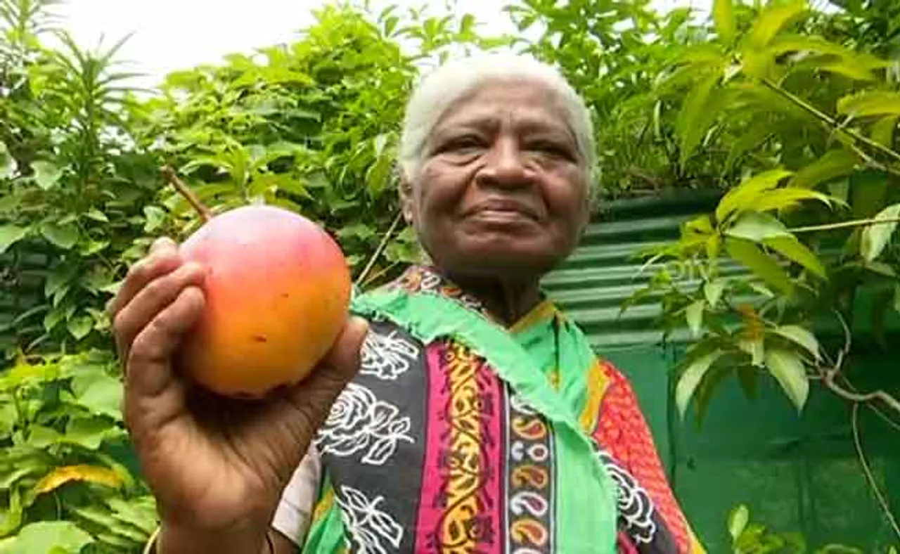 ଲଲିତା ମାଉସୀଙ୍କ ବାଡିରେ ଜାପାନୀ ଆମ୍ବ, ଦାମ ଜାଣିଲେ ଆଶ୍ଚର୍ଯ୍ୟ ଲାଗିବ