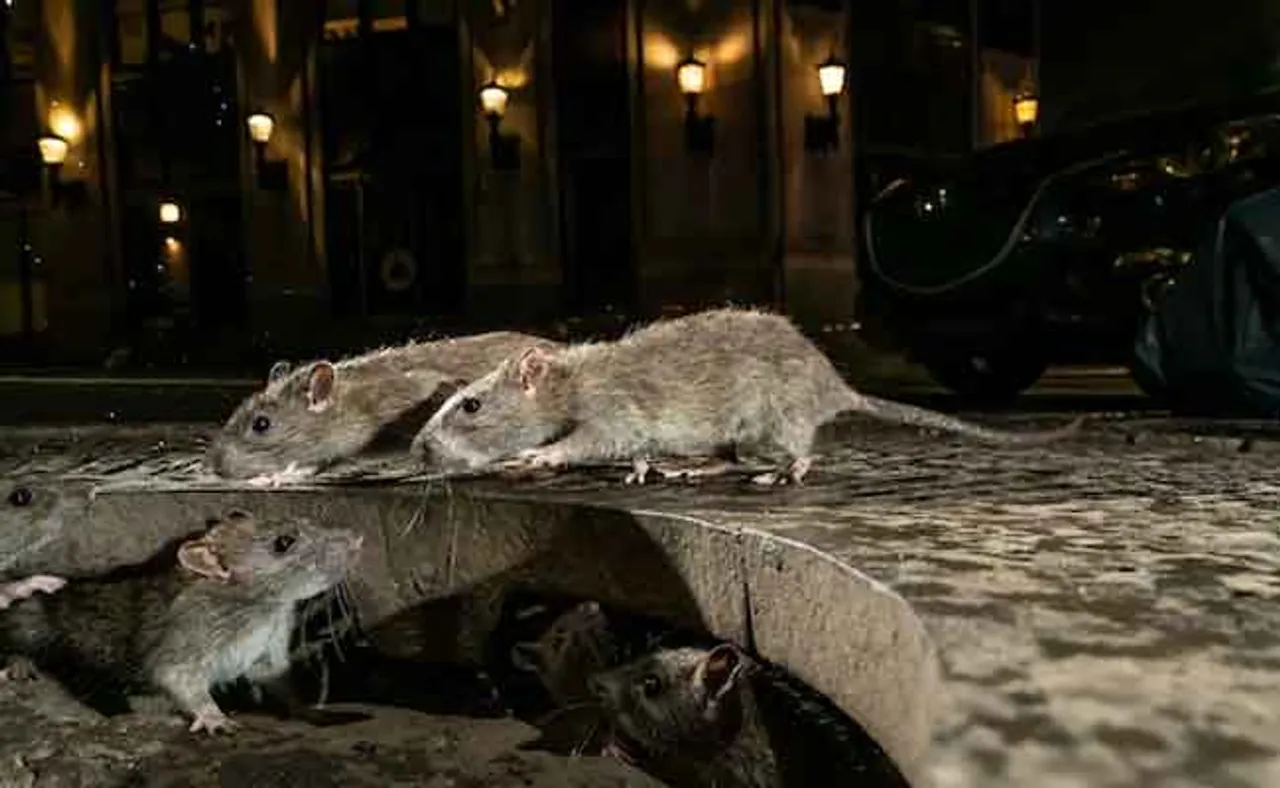 ଟିକାକୁ ମାତ ଦେଉଥିବା କରୋନା ଭାରିଏଣ୍ଟ ମୂଷା ଓ କୁକୁରଙ୍କୁ କଲାଣି ସଂକ୍ରମିତ!