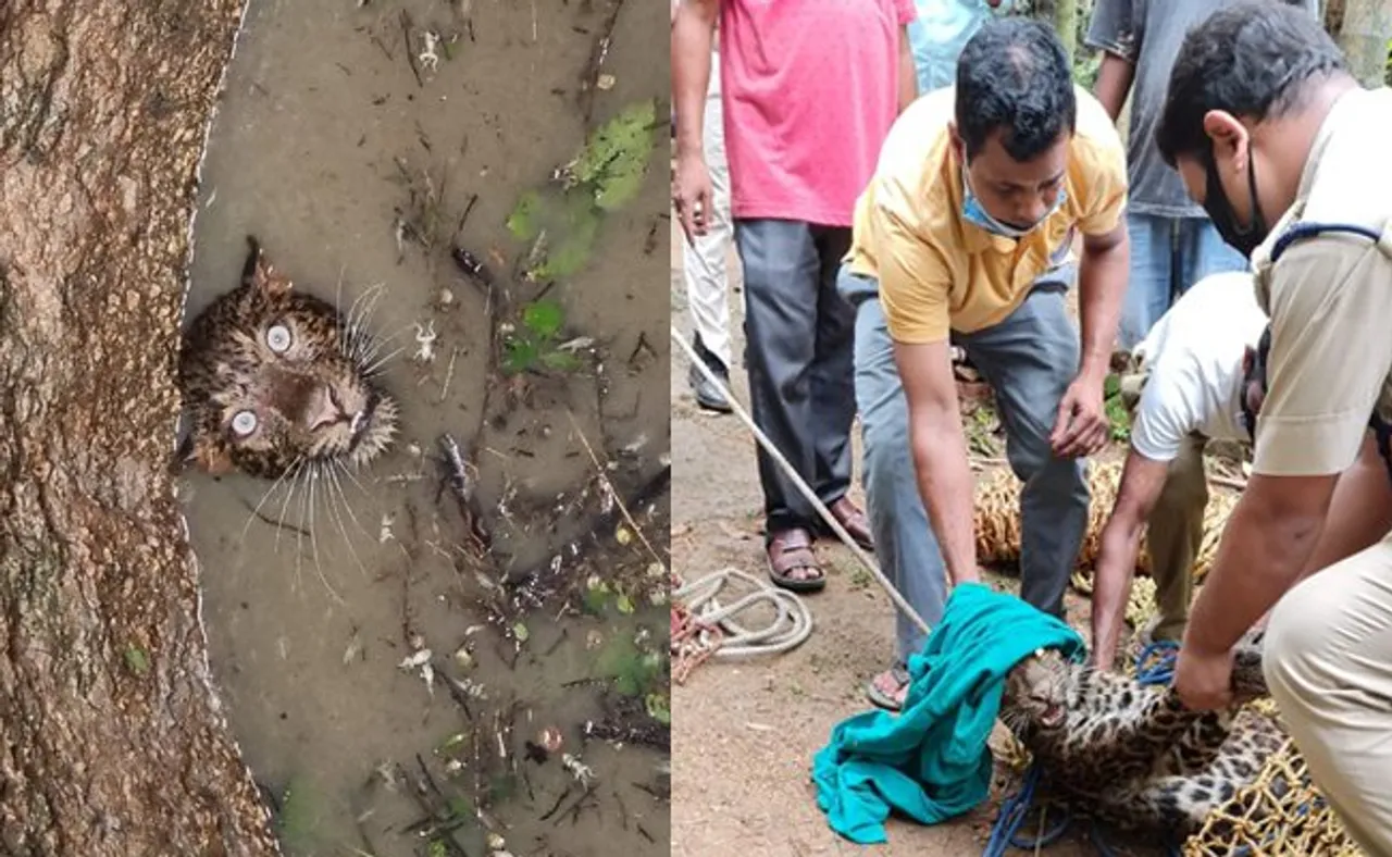 କୂଅ ଭିତରେ ପଡ଼ିଗଲା ଚିତାବାଘ, ଆଖି ଦେଖି ଲୋକେ ଛାନିଆ