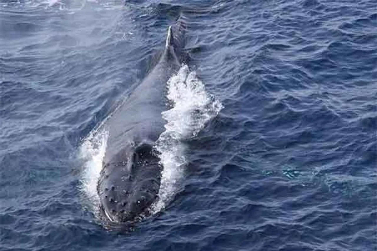 କରୋନା ପାଇଁ କମିଛି ସମୁଦ୍ରର ଗର୍ଜନ: ରିପୋର୍ଟ