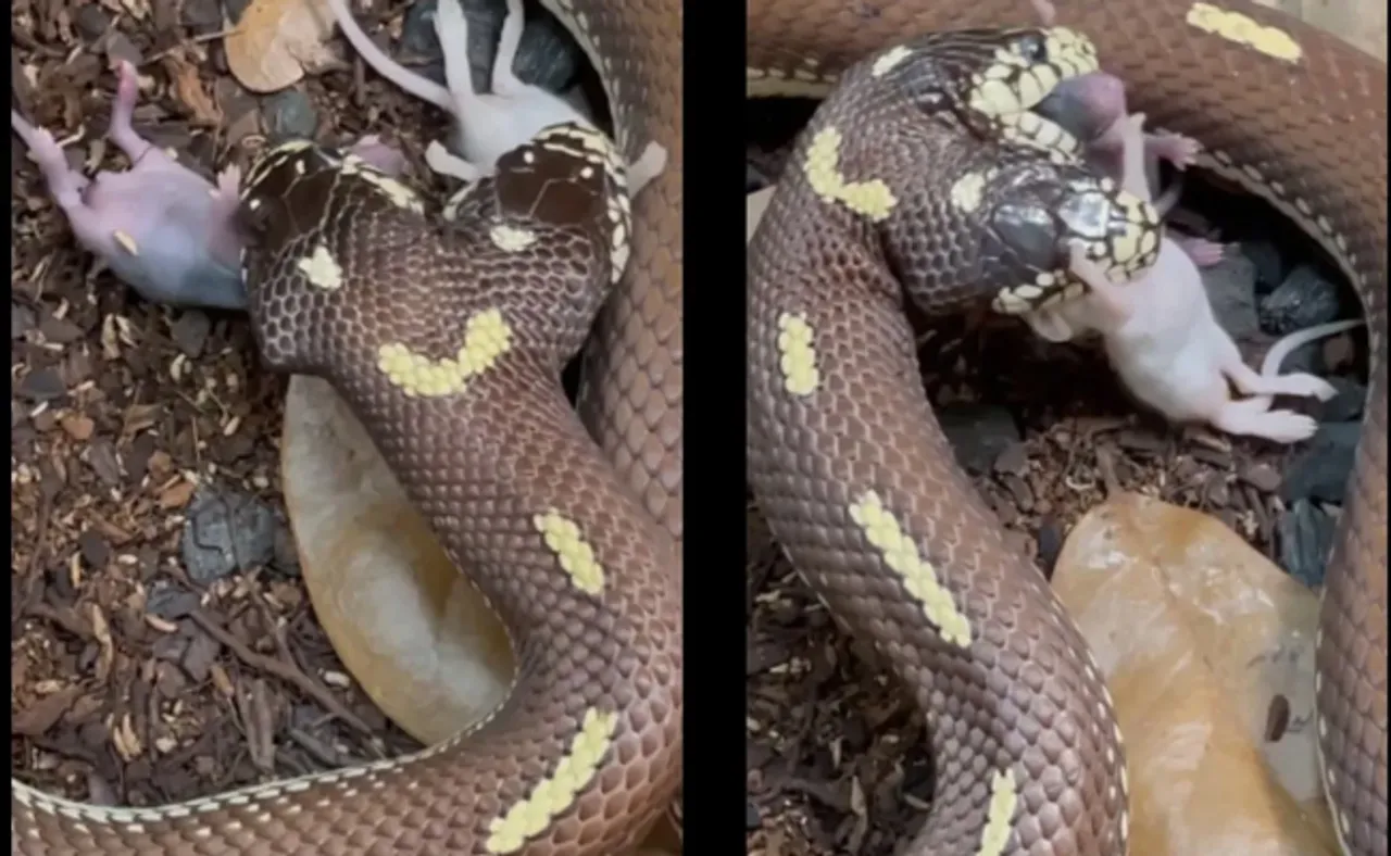 ଏକାଥରକେ ଦୁଇଟି ମୂଷାକୁ ଗିଳିଦେଲା ଦି'ମୁଣ୍ଡିଆ ସାପ, ଦେଖନ୍ତୁ ଭିଡିଓ