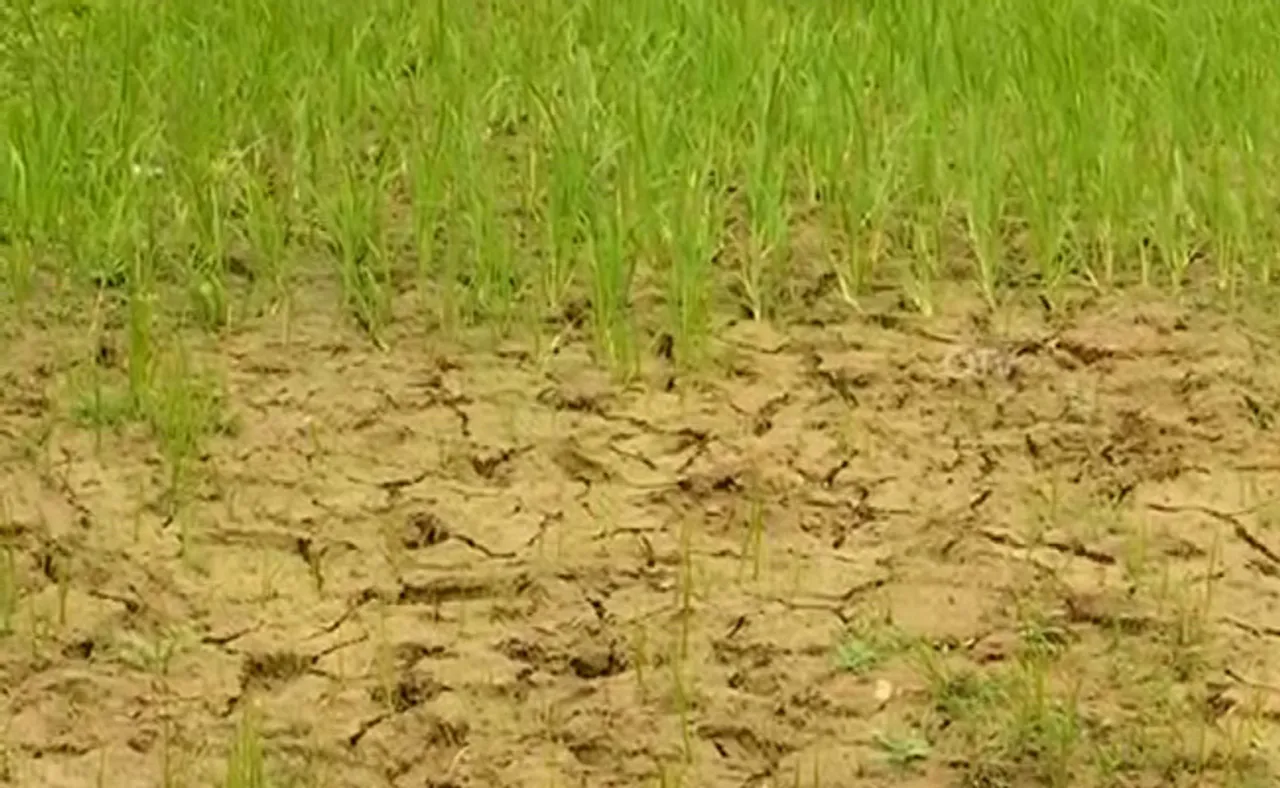 ୭୨ଟି ପଞ୍ଚାୟତରେ ମରୁଡ଼ିର ପଦଧ୍ୱନି !