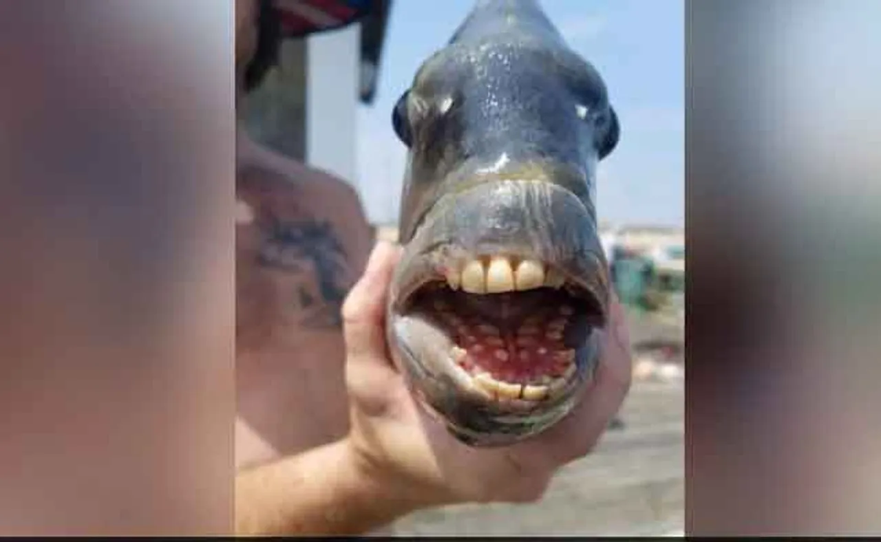 ମଣିଷ ଭଳି ଦାନ୍ତ ଥିବା ମାଛ ଧରାପଡ଼ିଲା