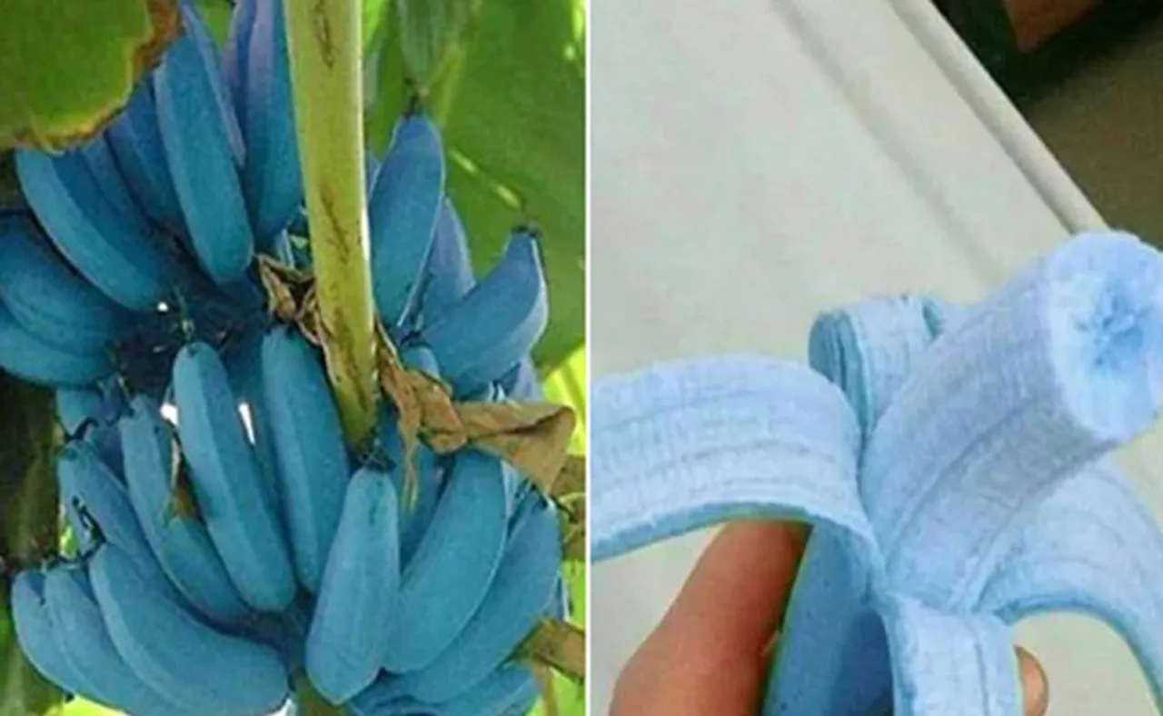 ଅନୀଲଙ୍କ ବାଡ଼ିରେ 'ଆଇସକ୍ରିମ୍' କଦଳୀ