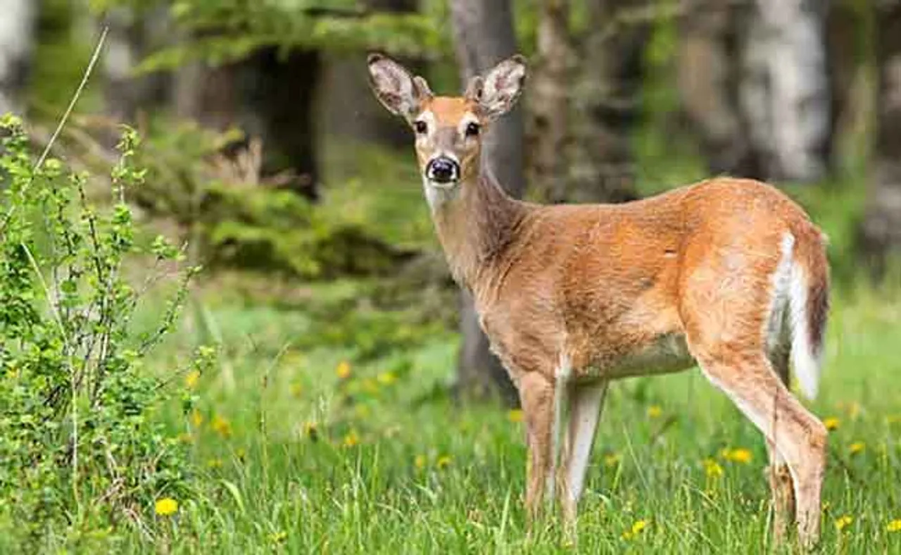 ଧଳା ଲାଞ୍ଜ ଥିବା ହରିଣଙ୍କ ଦେହରେ କରୋନା ଆଣ୍ଟିବଡି, କେମିତି ହେଲେ ସଂକ୍ରମିତ