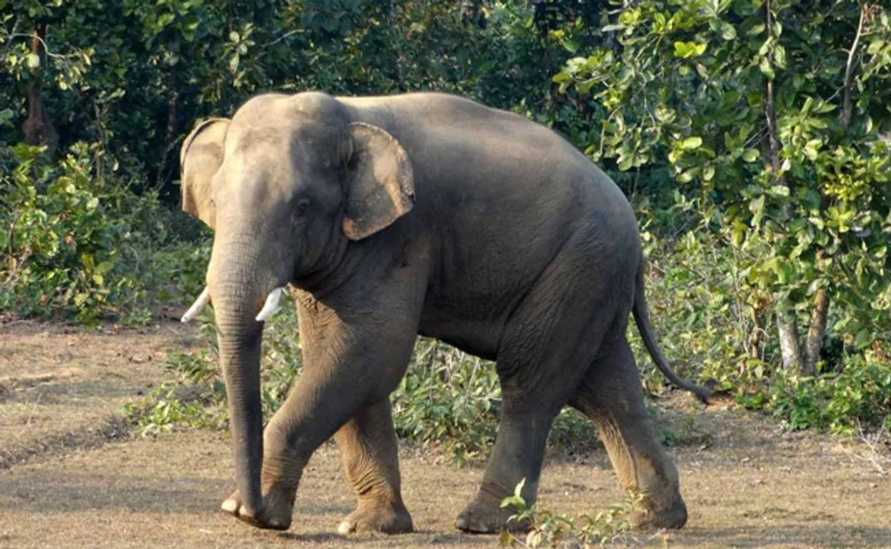 ଶିମିଳିପାଳରେ ମିଳିଲା ମାଈ ହାତୀର ମୃତଦେହ