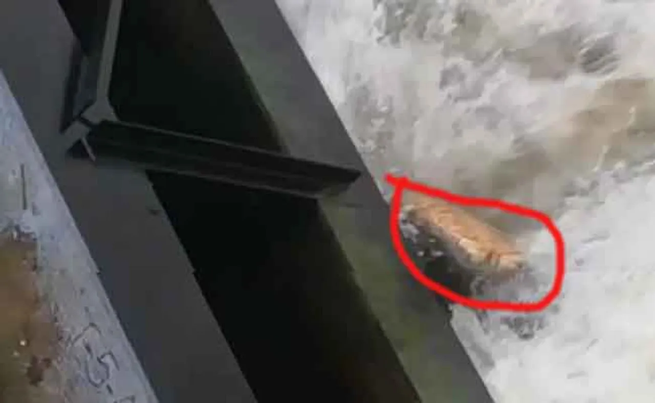 ଯୋବ୍ରା ବ୍ୟାରେଜ୍‌ରେ ଏକ ହାତୀର ମୃତଦେହ ଠାବ