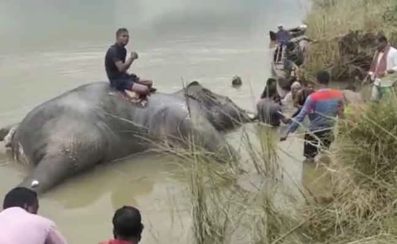 ମହାନଦୀ ପଠାରେ ପୋତା ହେଲା ଦନ୍ତାହାତୀ