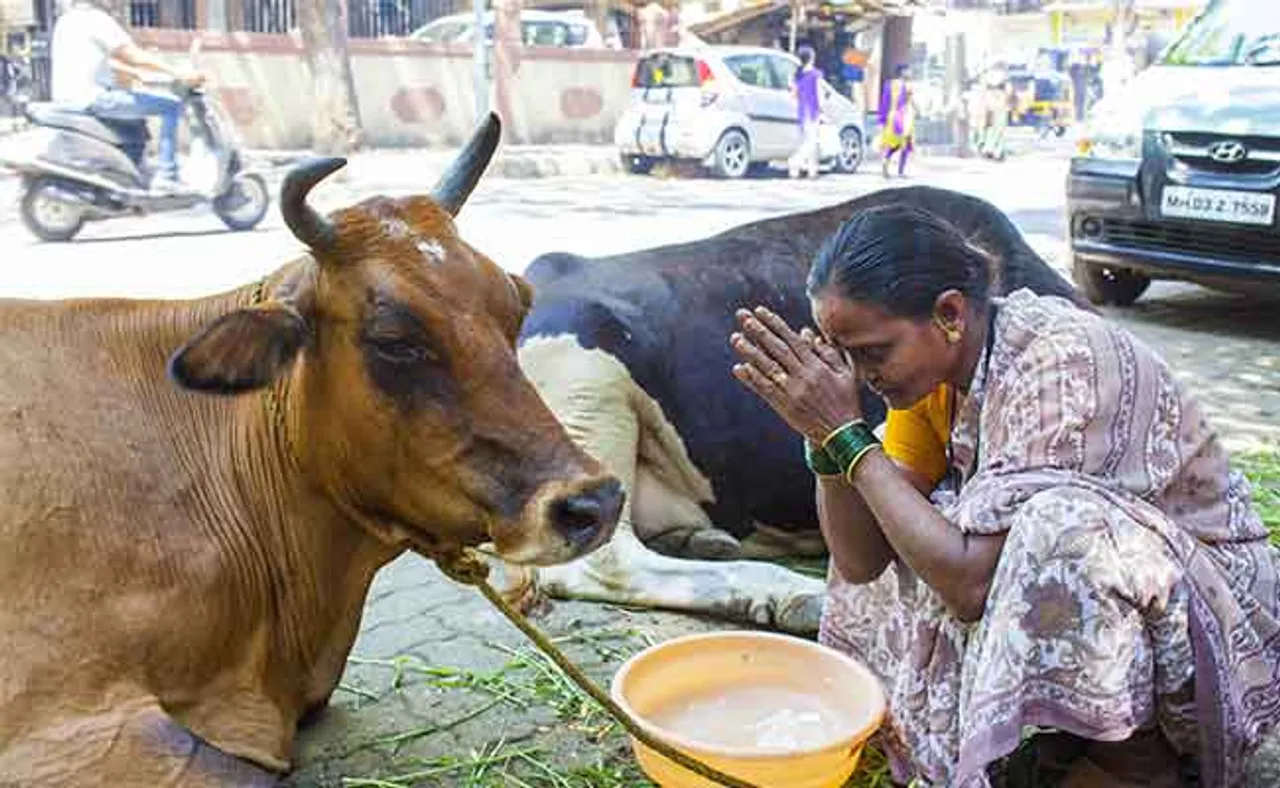 ଗୋମାତା ଓ ଗୋବର ବୁଦ୍ଧି