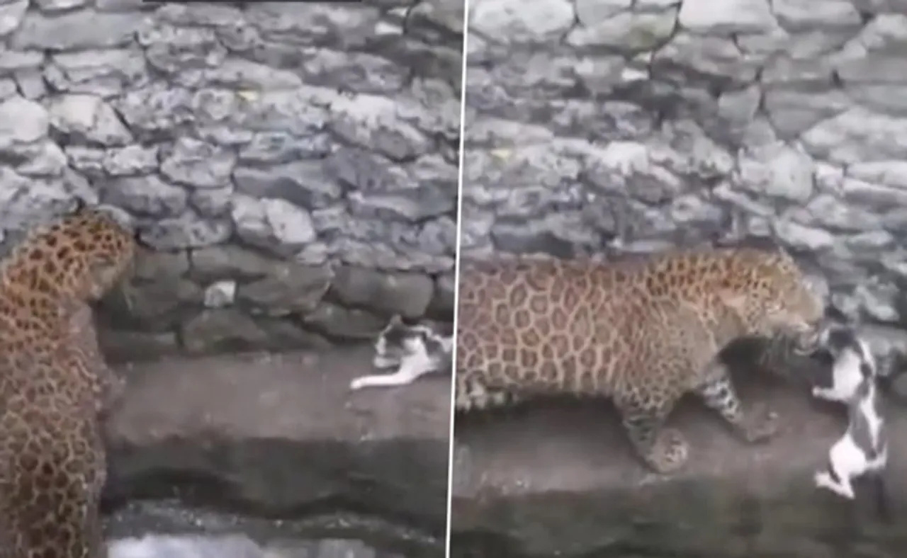 ବାଘ-ବିଲେଇ ମୁହାଁମୁହିଁ, ଭିଡିଓ ଭାଇରାଲ