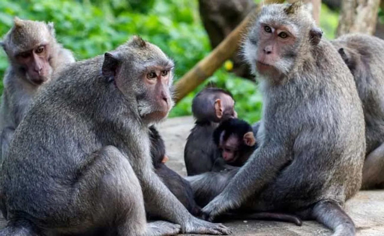 ଧରାପଡିଲେ ୨ ହତ୍ୟାକାରୀ ମାଙ୍କଡ, ୮୦ କୁକୁରଙ୍କ ନେଲେଣି ଜୀବନ