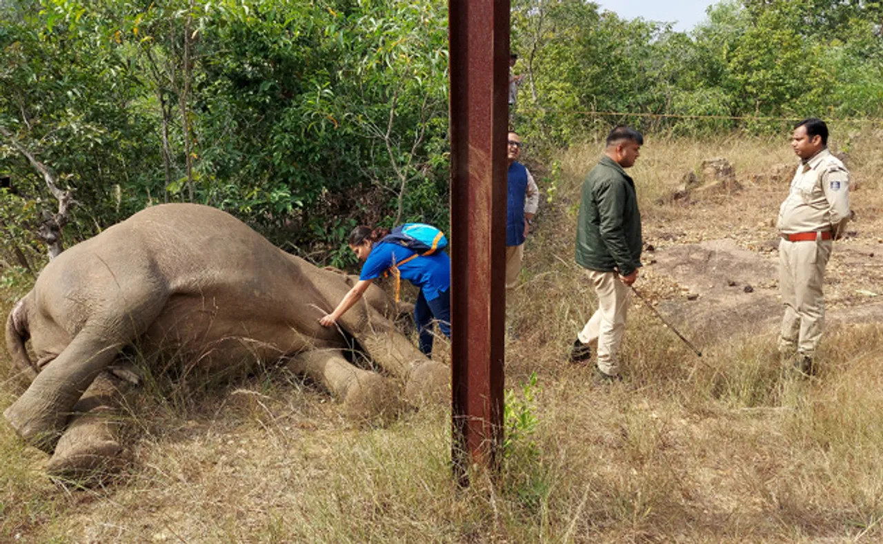 ୩୩ କେଭି ଲାଇନ୍ ସଂସ୍ପର୍ଶରେ ଆସି ମାଈ ହାତୀ ମୃତ