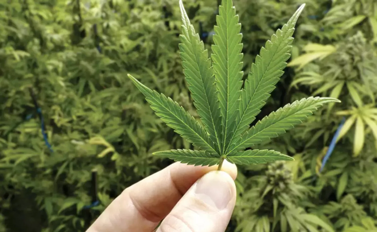 ଗଞ୍ଜେଇ କେବଳ ନିଶା ନୁହେଁ, ଏକ ଖାଦ୍ୟ !