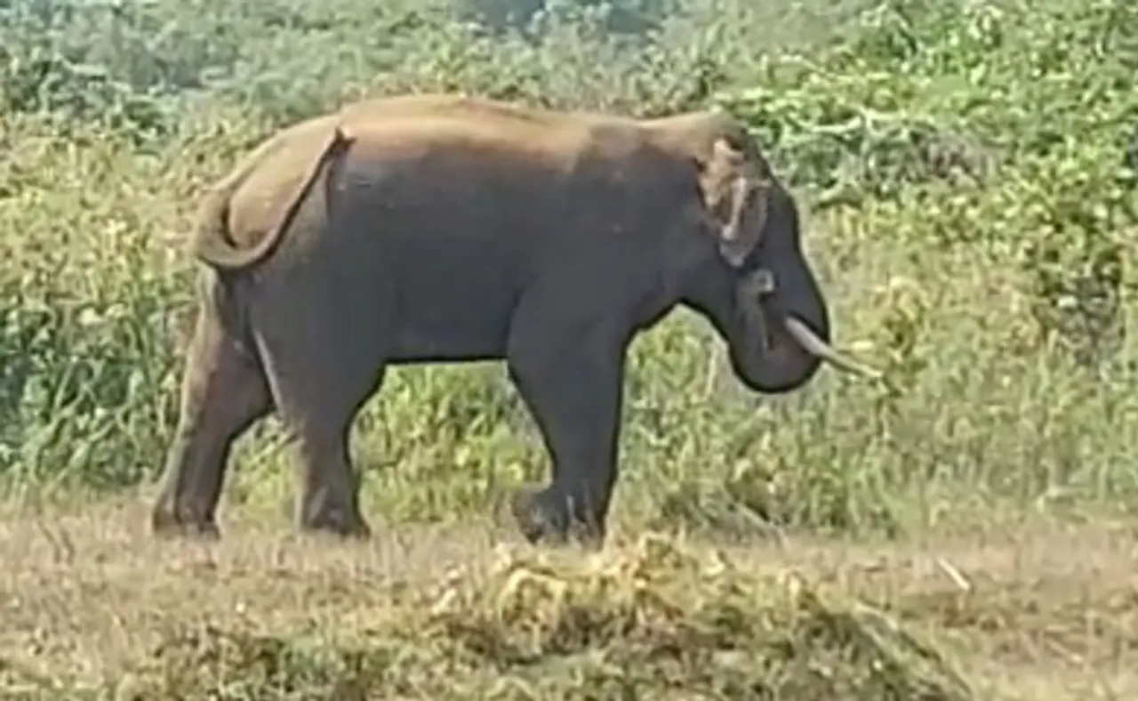 ଆହତ ଦନ୍ତା ନେଲା ଜୀବନ, ଆଖି ବୁଜିଲେ ଏଲିଫ୍ୟାଣ୍ଟ ସ୍କ୍ୱାର୍ଡ ସଦସ୍ୟ