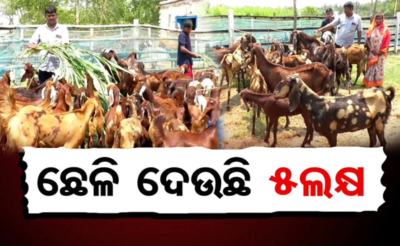 କରୋନା ଛଡ଼ାଇ ନେଇଥିଲା ଦାନା, ଛେଳି ଦେଲା ନୂଆ ପରିଚୟ