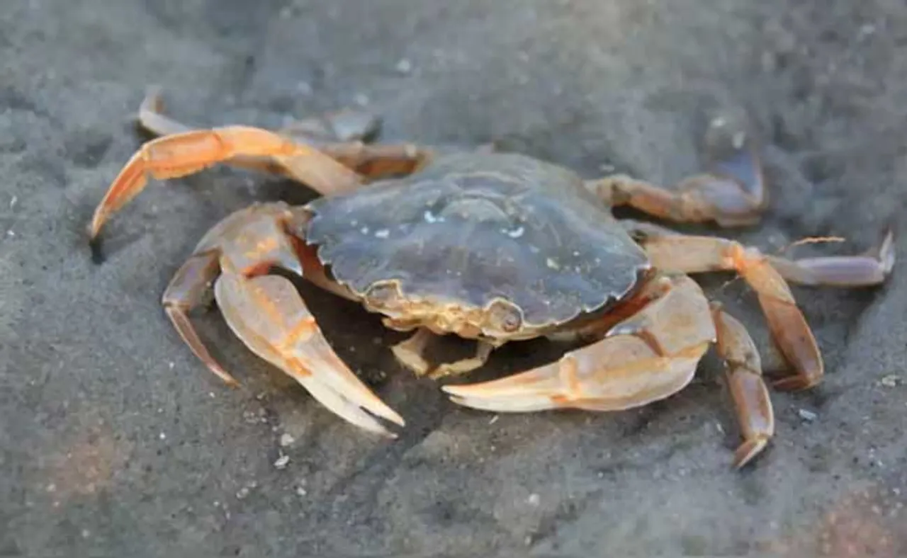 କଙ୍କଡ଼ା ଉପାଖ୍ୟାନ!